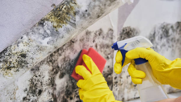 Best Specialized Mold Remediation in North Kansas City, MO